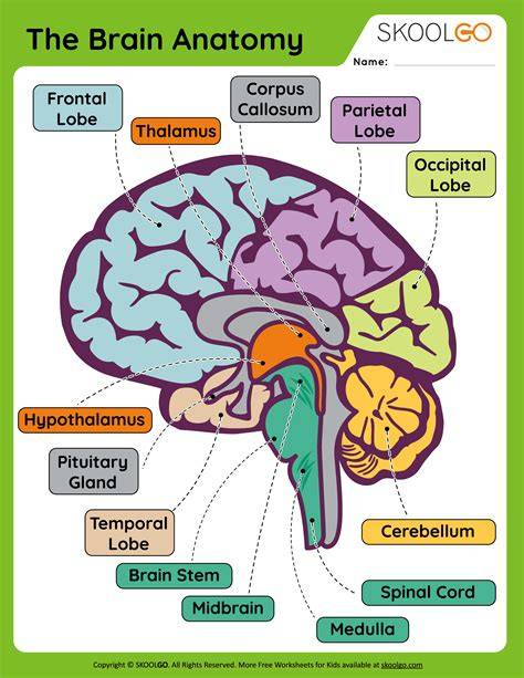 Printable Brain Human Brain