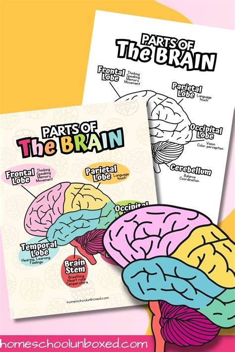 Printable Brain Maps For Students