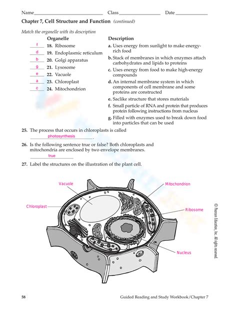 Printable Cell Structure And Function Test