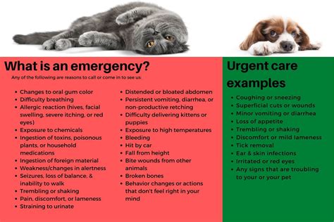 Printable Chart Of Veterinary First Aid Procedures