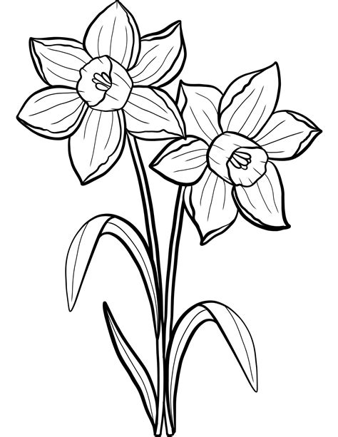 Printable Daffodil Coloring Pages