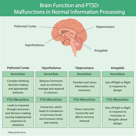 Printable Diagram Of Brain Function In Ptsd