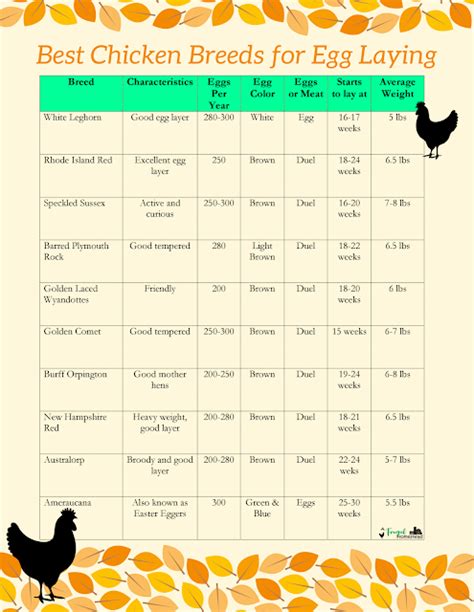 Printable Egg Laying Chicken Alander