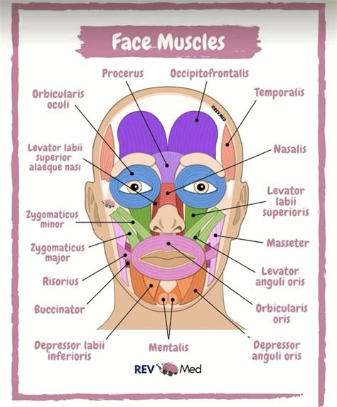 Printable Face Muscles Template