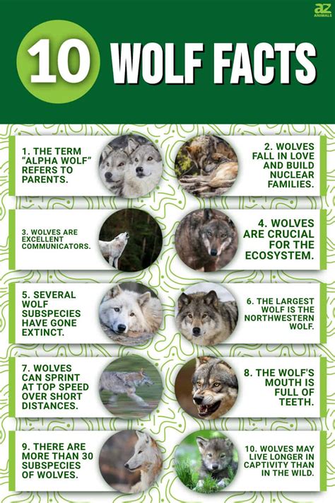 Printable Facts About Wolfes