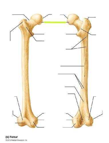 Printable Femur Bone Flashcards