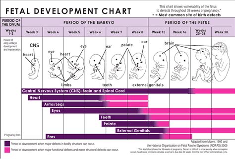 Printable Fetal Development Chart
