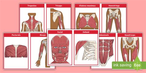Printable Flashcards Of Muscle Id