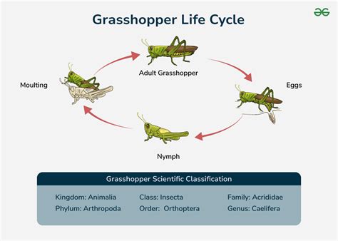 Printable Grasshopper Life Cycle