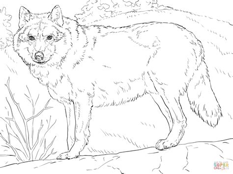 Printable Gray Wolf Pictures