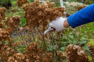 Printable Guide To Pruning Oakleaf Hydrangea