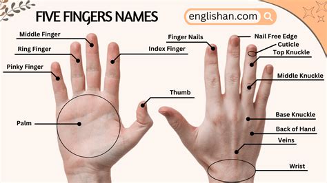 Printable Hand Finger Names