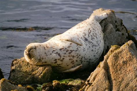 Printable Harbor Seals Pic