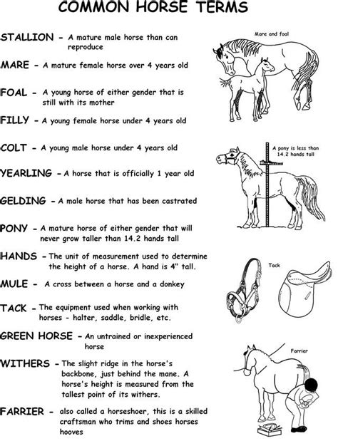 Printable Hippology Test