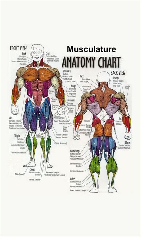 Printable Human Anatomy Charts