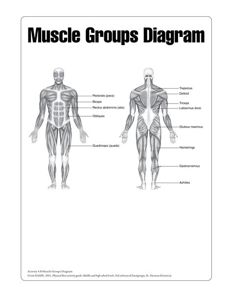 Printable Human Body Muscular Diagram