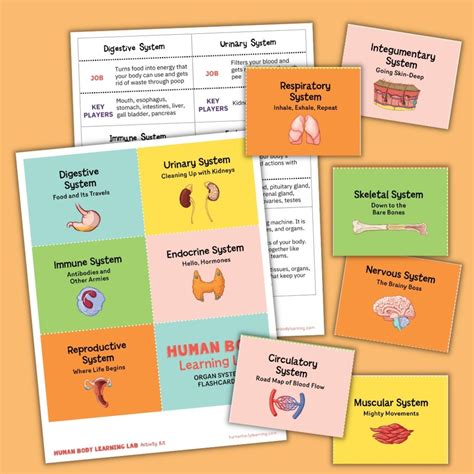 Printable Human Body System Flash Cards