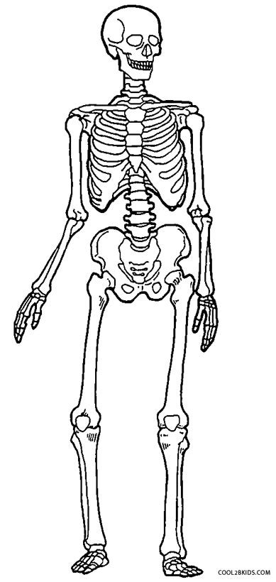 Printable Human Skeleton Coloring Pages