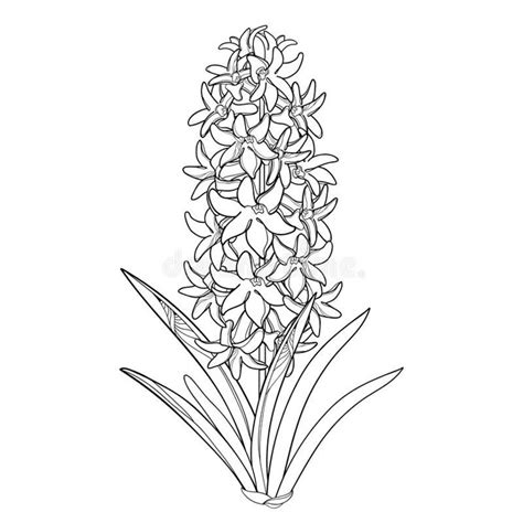 Printable Hyacint Flowers Template