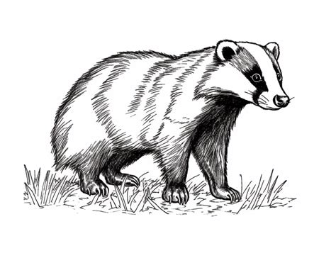 Printable Image Of A Badger