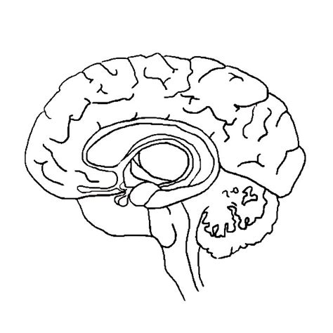 Printable Image Of The Brain In Half From The Side