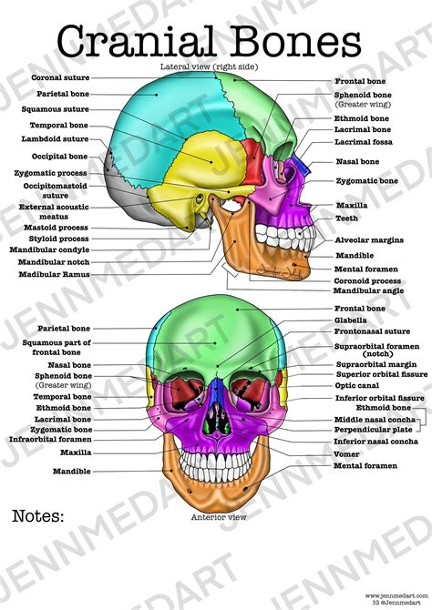 Printable Labeling The Cranium