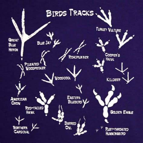 Printable Large Bird Tracks