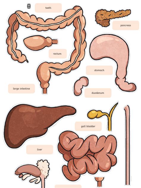 Printable Large Digestive System Organs