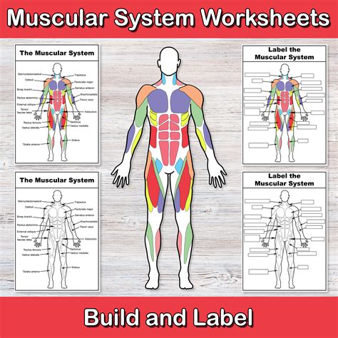 Printable Large Scale Muscular System