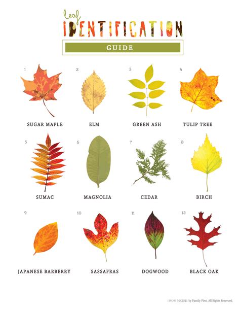 Printable Leaf Identification For Kids