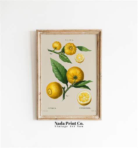 Printable Lemon Botanical Print