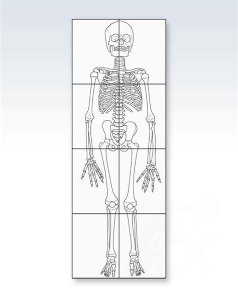 Printable Life Size Xray