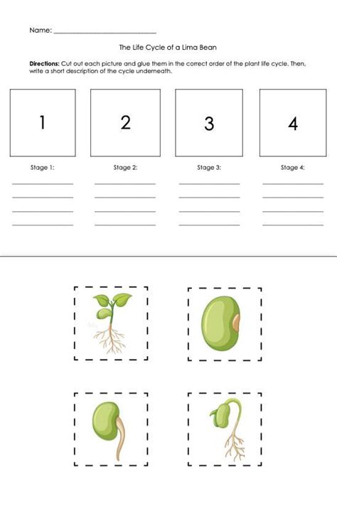 Printable Lima Bean Life Cycle