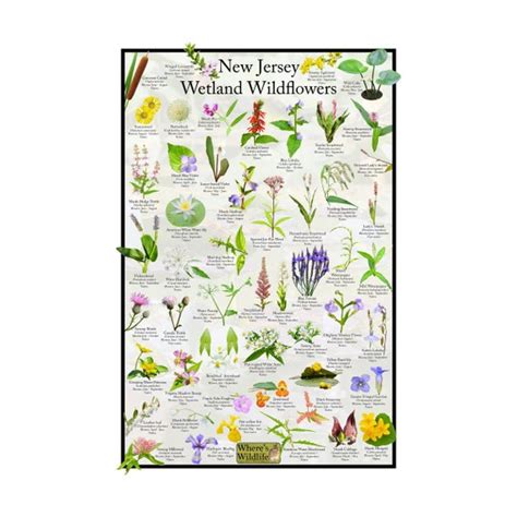 Printable New Jersey Wildflower Reference Guide