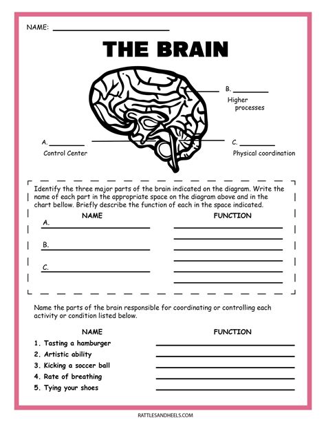Printable Of A Brain For Elementary Students