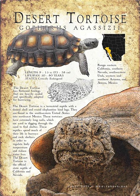 Printable Piccture Of A Desert Tortoise