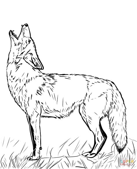 printable picture of a coyote