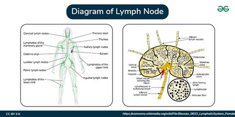 Printable Picture Of Lymph Nodes