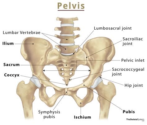 Printable Picture Of Pelvis