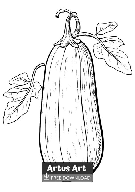 Printable Picture Of Zucchini Squash