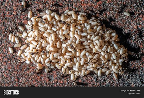 Printable Pictures Ant Egg