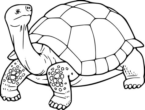 Printable Pictures Of A Tortoise