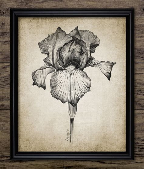 Printable Pictures Of Irises