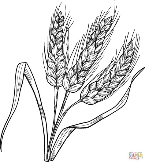 Printable Pictures Of Wheat