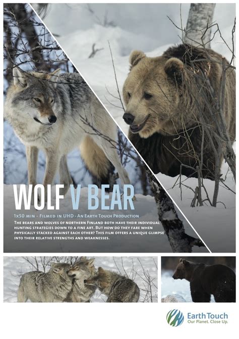 Printable Pictures Of Wolf Vs. Bear