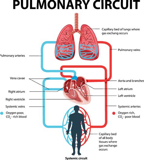 Printable Pulmonary And Systemic Circulation