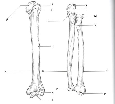 Printable Radius Ulna Unlabeled