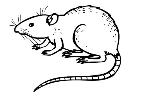 Printable Rat Line Drawing