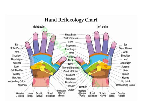 Printable Reflexology Of Hand Map