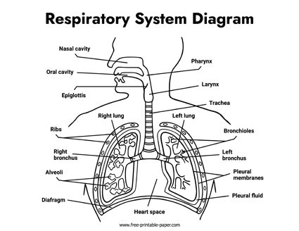 Printable Respiratory System Model